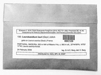 Laurobasidium lauri image